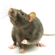 It offers lower prices than most pest control companies we contacted. Home Independent Pest Control Hygiene Services