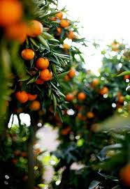 Epingle Sur Orange Amere