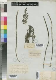 Image result for Hydrostachys lukungensis