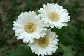 We did not find results for: 25 Bunga Berwarna Putih Paling Indah Wanita22