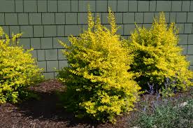 Image result for Ligustrum sinense