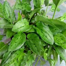 Image result for Drimiopsis