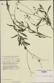 Image result for Launaea cornuta