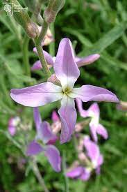 Pin By The Rhs On Fantastic Flowers Beautiful Flowers Flower Field Flowers