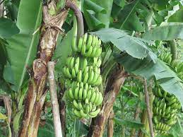 How often do apple trees produce fruit? Where Do Banana Trees Grow Facts Tips