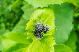 Image result for Costus