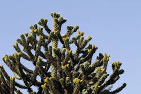 Araucaria araucana, ist eine exotische zierpflanze. Andentanne Pflanzen Pflegen Und Uberwintern