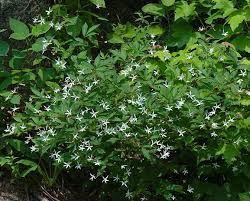 Image result for Iphigenia pauciflora