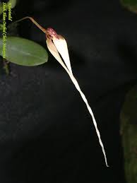 Image result for Streptopetalum