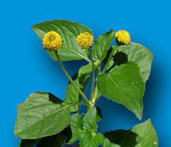 Toothache Plant Facts And Health Benefits