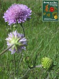 Image result for Dipsacaceae