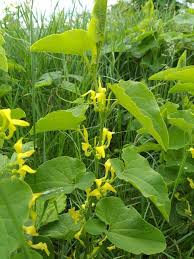 Image result for Aristolochia albida