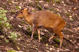 This is a muntjac deer named bambi i got him from a breeder in florida when he was only a few days old.i bottle fed him 3 times a. My Weird Pet A Muntjac Almost The World S Smallest Deer So Cute Hubpages