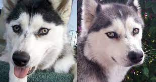 Check spelling or type a new query. All About Husky Eye Colors Husky Owner
