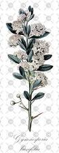Image result for Gymnosporia buxifolia