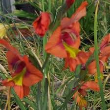 Image result for Gladiolus trichonemifolius