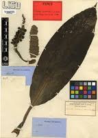 Image result for Palisota schweinfurthii