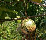 Image result for Voacanga thouarsii