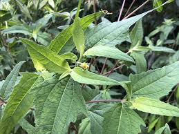 Image result for Sigesbeckia