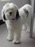 Short Haired Tibetan Terrier
