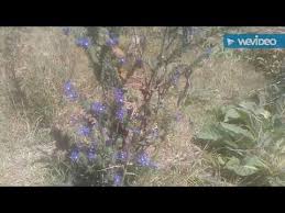 Hava Civa Otunun Yapraklari Cicekleri Cayinin Faydalari Yararlari Nelerdir Hava Civa Otunun Faydasi Youtube Otlar Bitki Sifali Otlar