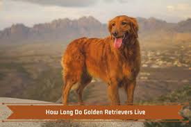 How long can they be dormant inside your house? How Long Do Golden Retrievers Live Your Golden Retriever Lifespan Guide