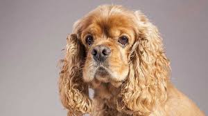 71 Most Popular Cocker Spaniel Weight Chart