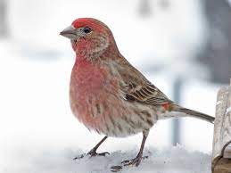 House Finches With Pink Eye Reveal The Secrets Of Disease Virulence Cornell Chronicle