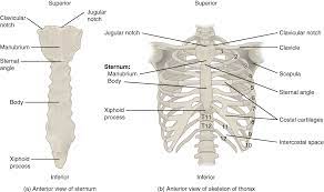 The rib cage, which forms the chest wall, is an important volume. The Thoracic Cage Human Anatomy Openstax Cnx