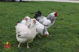We did not find results for: Hoover S Hatchery