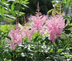 'astra double blue' is a dwarf variety that blooms all summer and it can be ordered through nature hills. Low Growing Summer Perennials