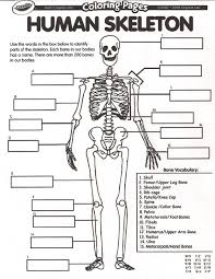 The diaphysis and the epiphysis. August All About Me Bones The Happy Homemaker