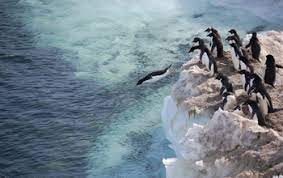 We focused on sea ice duration near anvers our question of interest looks at changes in sea ice duration, adélie penguin breeding population in the wap, climate change is the leading cause of adélie penguin's population decline. Adelie Penguins Cope With Climate Change Nsf National Science Foundation