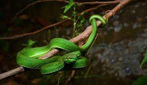 It remains one of the 'classic' pit vipers of the southeast asia region and maintains its scientific name of trimeresurus albolabris to this day. White Lipped Pit Viper The Animal Facts Appearance Diet Behavior