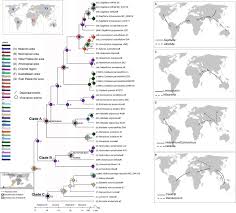Image result for Limnophyton angolense