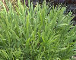 Image result for Chasmanthium latifolium