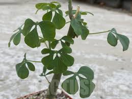 Image result for Adenia fruticosa