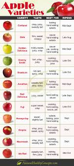 click to view a fun infographic featuring 12 types of apples