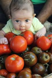 Blog — Home Organic Gardening Service