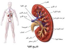 طب الكلى ويكيبيديا