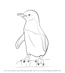 How To Draw A Little Blue Penguin Drawingtutorials101 Com Drawings Penguin Drawing Animal Art Projects