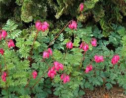 Pin On Gardening