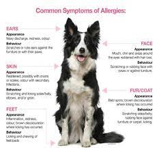 Symptoms Of Allergies