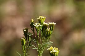 Image result for Tagetes minuta