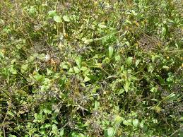 Image result for Bidens schimperi