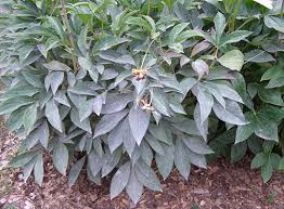 Check spelling or type a new query. Powdery Mildew In The Flower Garden Umn Extension