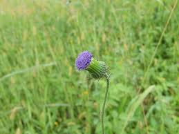 Image result for Crassocephalum rubens