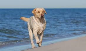 The golden retriever is a breed of dog originating in scotland. Why Is The Yellow Labrador Retriever So Iconic K9 Web