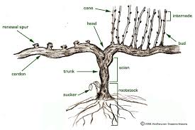 Image result for grape pruning