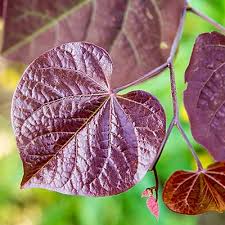 Butterflies and hummingbirds utilize eastern redbud for nectar. Black Pearl Redbud Trees Spring Hill Nurseries